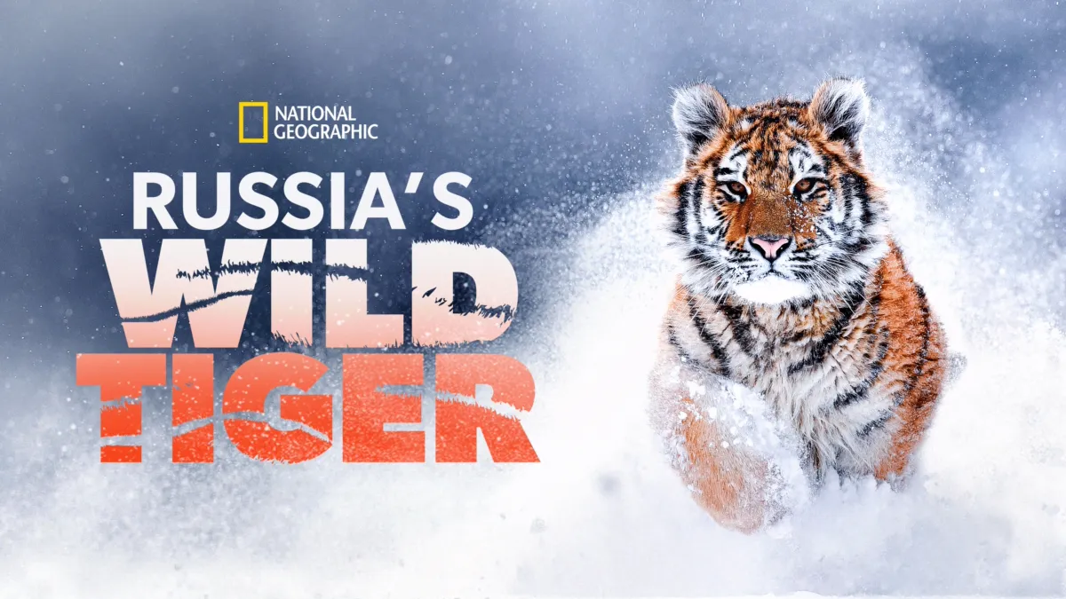 مستند ببر وحشی روسیه / Russia’s Wild Tiger 2022