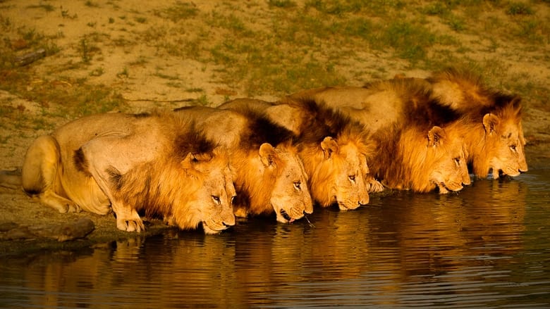 مستند برادران تنی / Brothers in Blood: The Lions of Sabi Sand