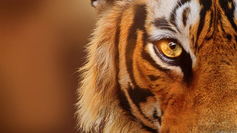 مستند ببرهای در حال ظهور / Tigers on the Rise