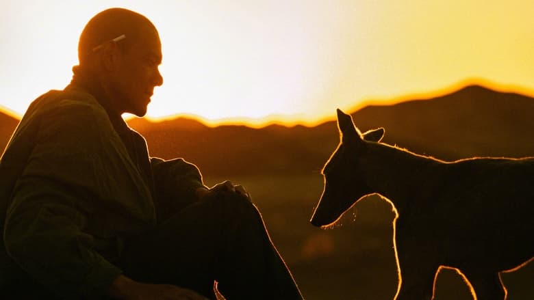 سگ سیاه / Black Dog