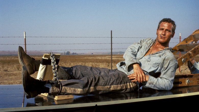 لوک خوش‌دست / Cool Hand Luke
