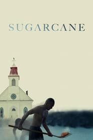 نیشکر / Sugarcane